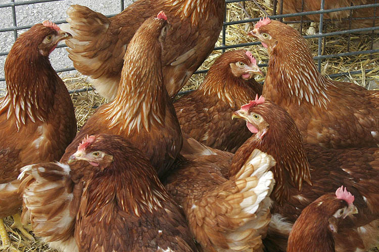 Chicken for Dinner?