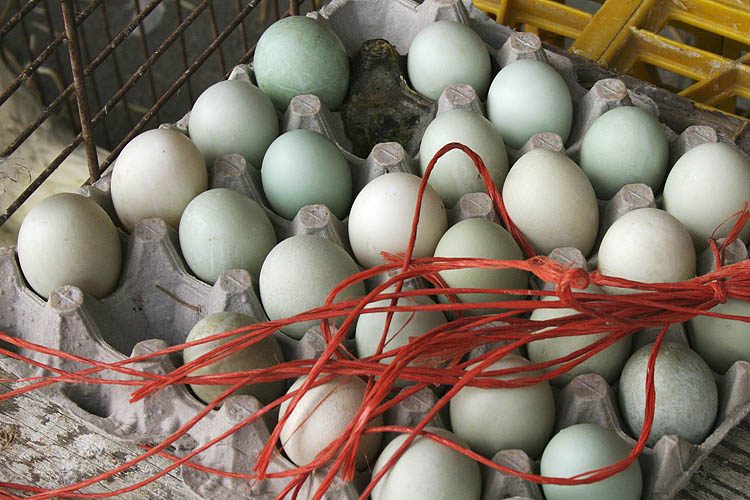 Fresh Eggs