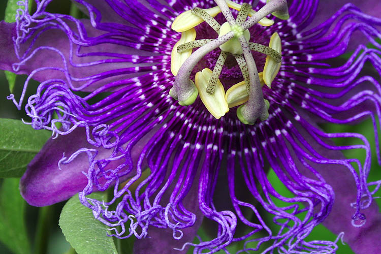 Blue Passion Flower