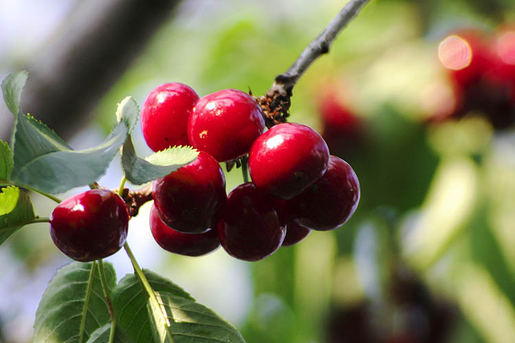 Cherries