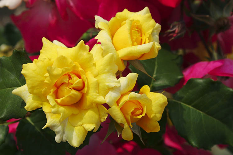 Roses