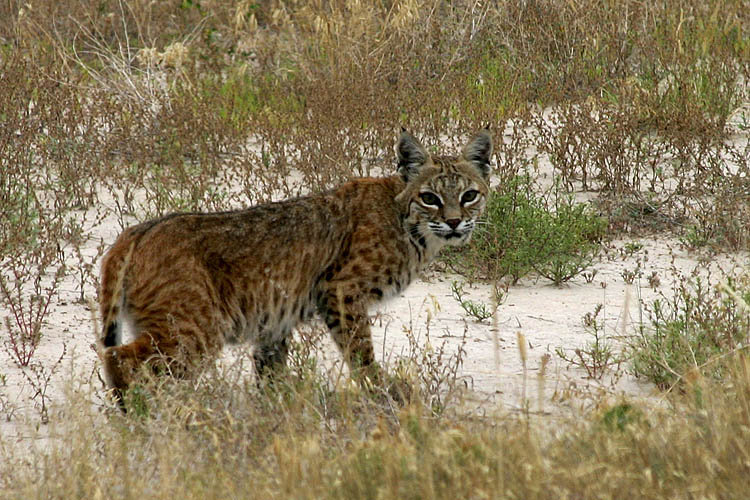 Bobcat