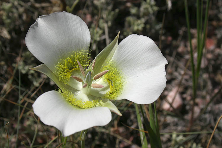 Sego Lily