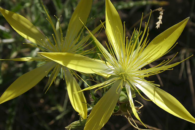 Blazing Star
