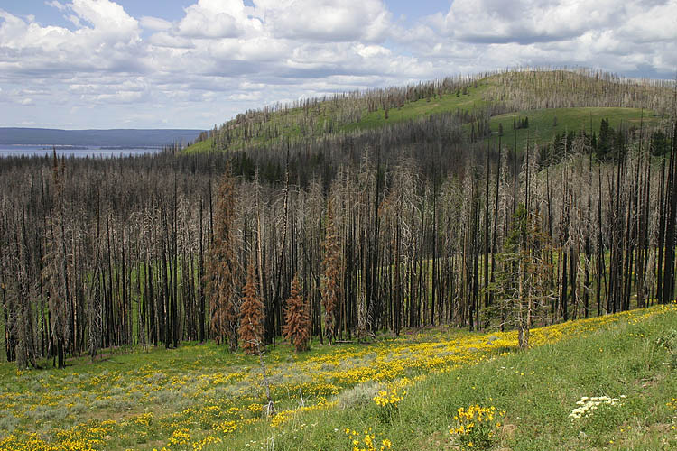 Wildflower Slopes