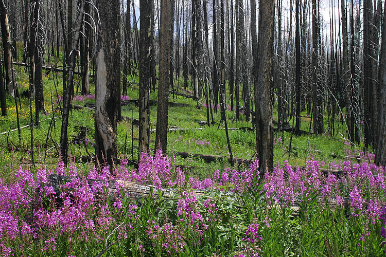 Fireweed