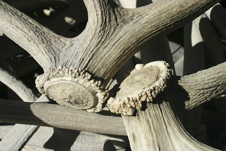 Antlers