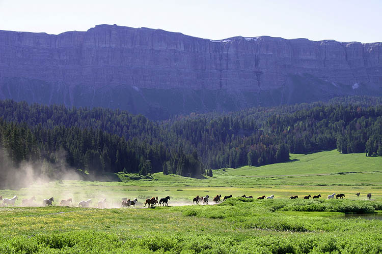 Stampede!