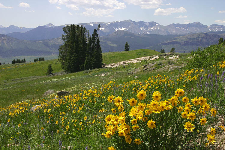 Subalpine Meadows
