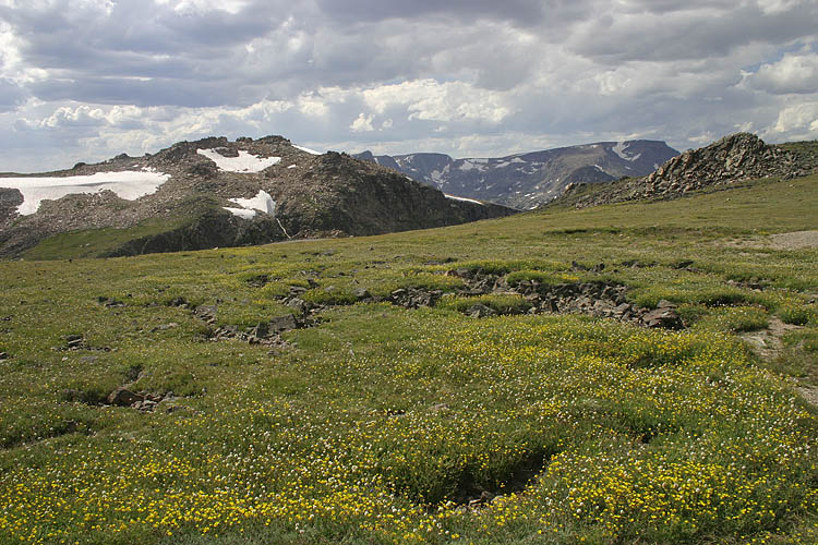 Alpine Meadows