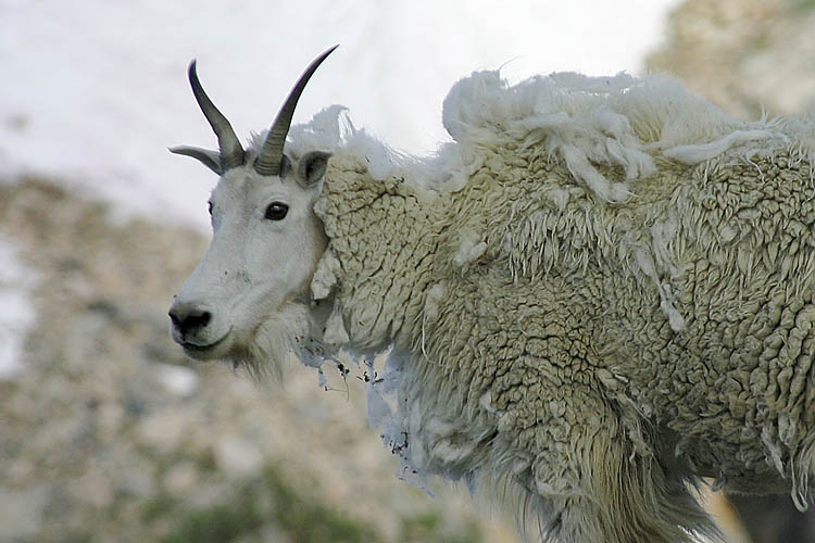 Winter Coat