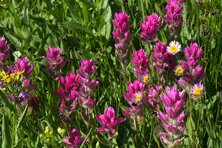 Pink Paintbrush