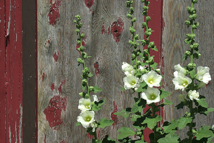 Hollyhocks
