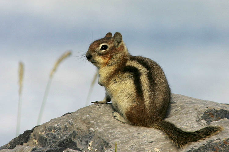 Chipmunk