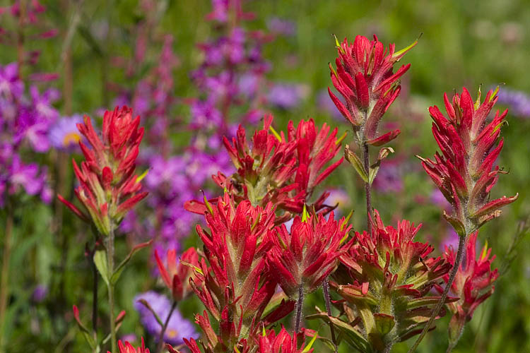Indian Paintbrush