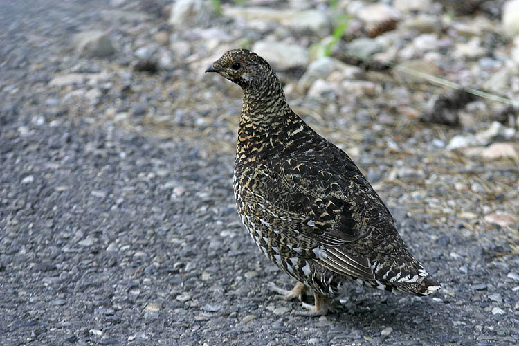 Grouse