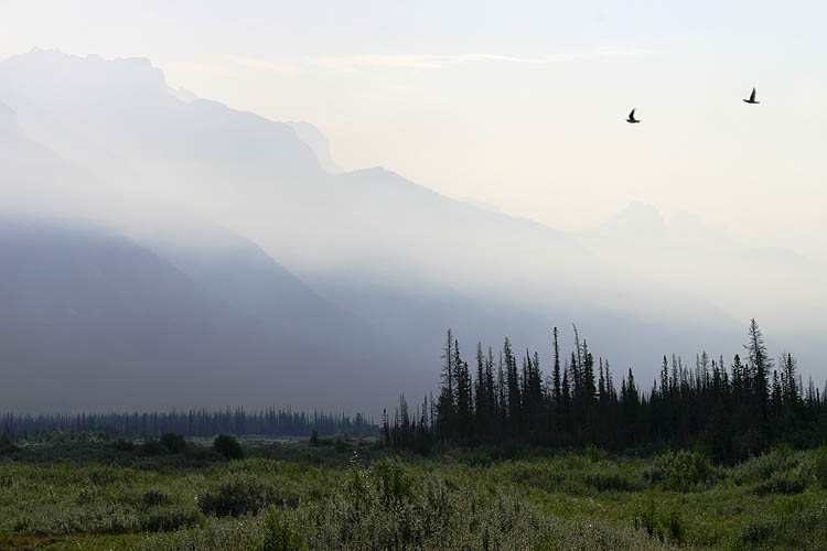 Smokey Dawn