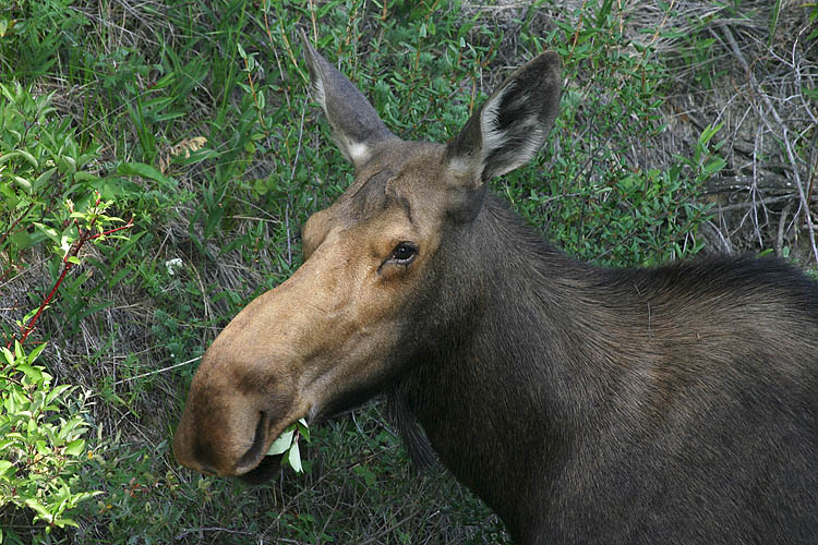 Moose