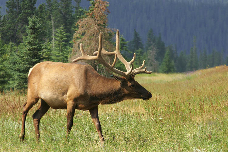 Bull Elk