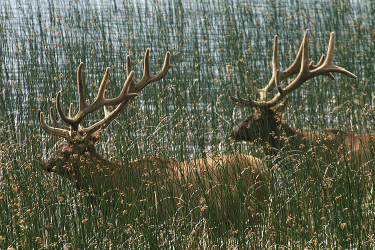 In The Rushes