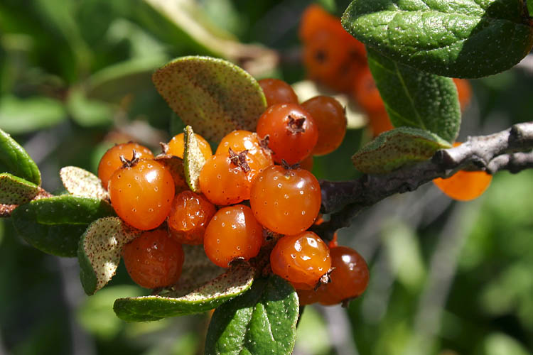 Ripe Berries