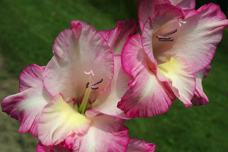 Dad\'s Glads