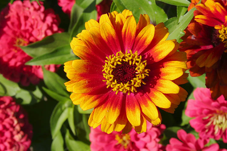 Bright Zinnias