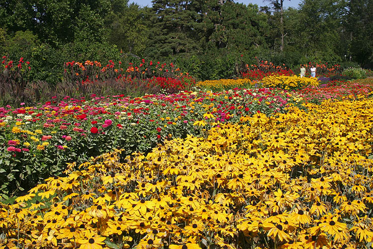 Amongst the Flowers