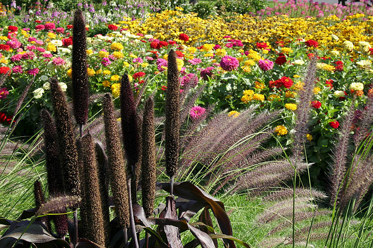 Ornamental Grass