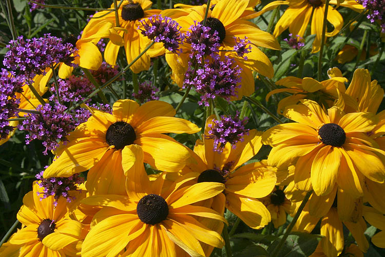 Gloriosa Daisies