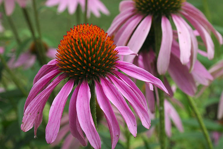 Purple Cone Flower