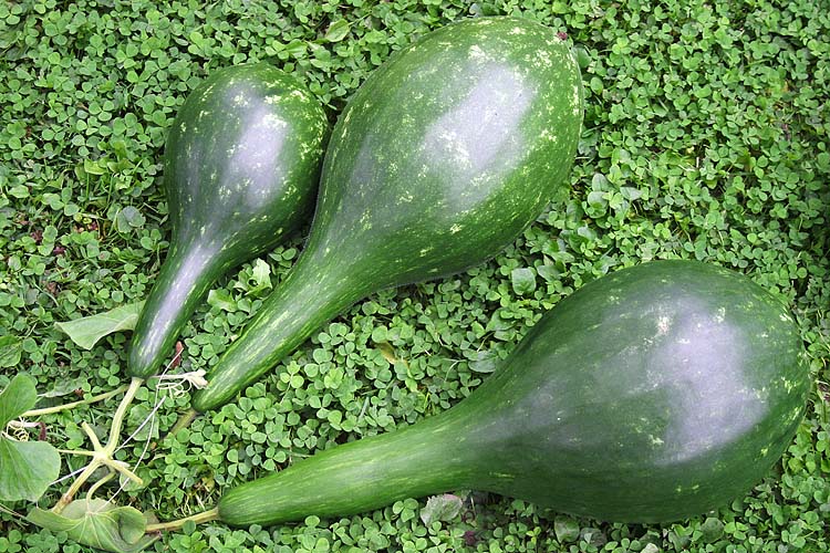 Green Harvest