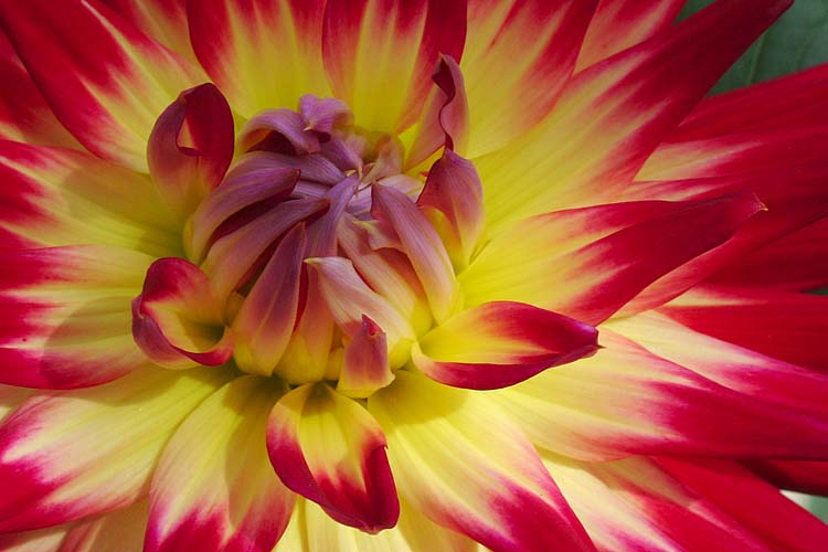 Cactus Dahlia