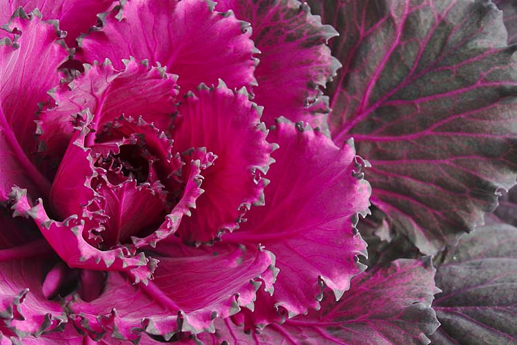 Colourful Cabbage