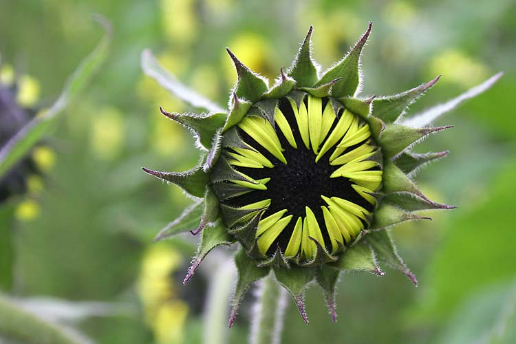 Baby Sunflower