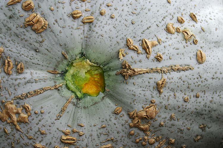 Blue Pumpkin