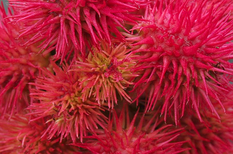 Red Spines
