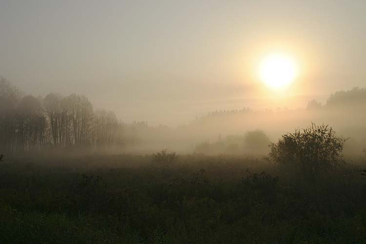 Morning Mist