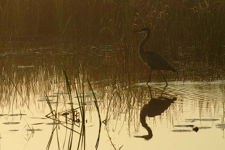 Heron at Dawn