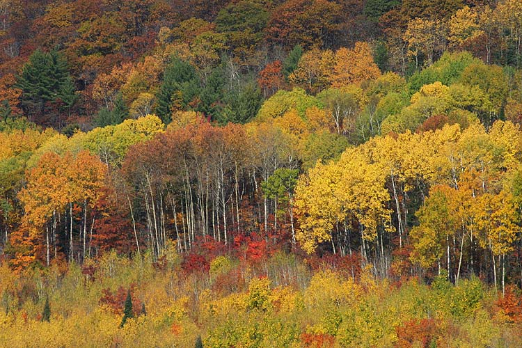 Autumn Tapestry