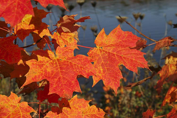 Red Maples