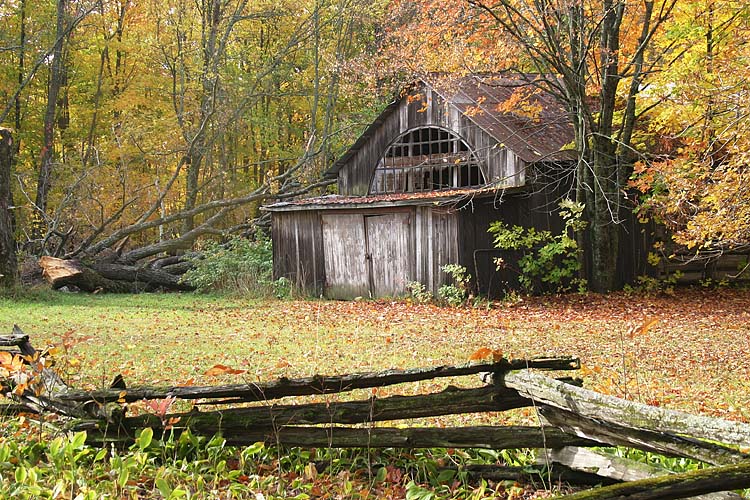 On the Edge of the Woods