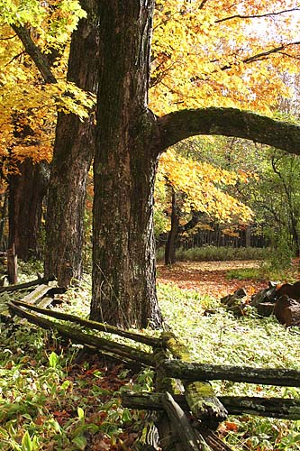 Ancient Maples