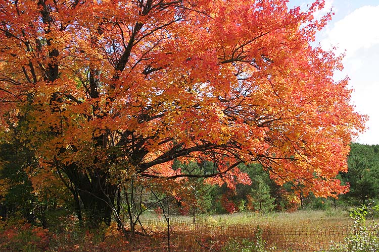 Majestic Maples