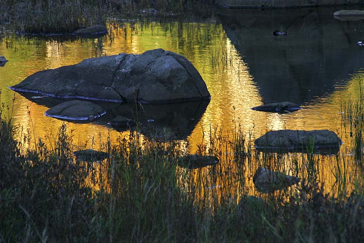 Golden Reflection