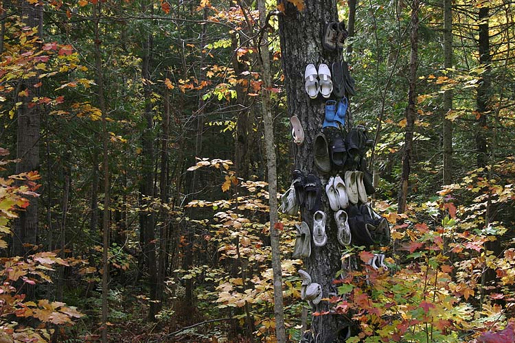 \"Shoe Tree\"
