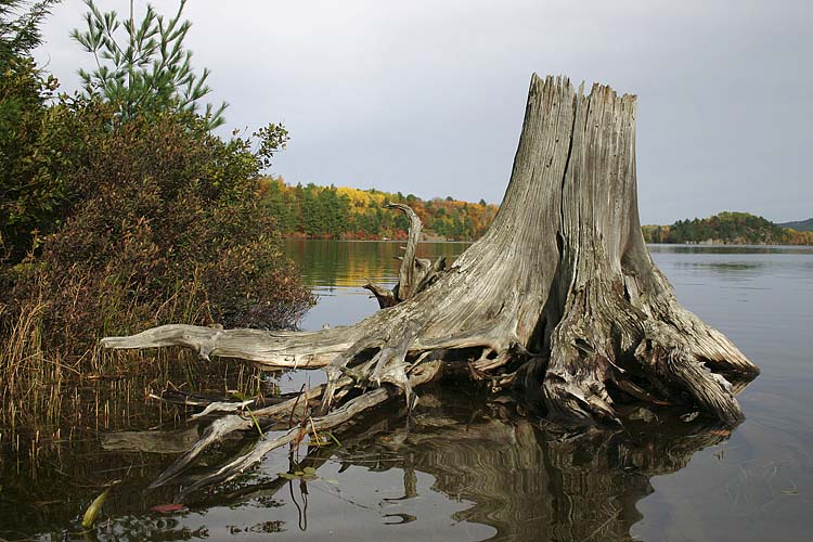 Old Stump