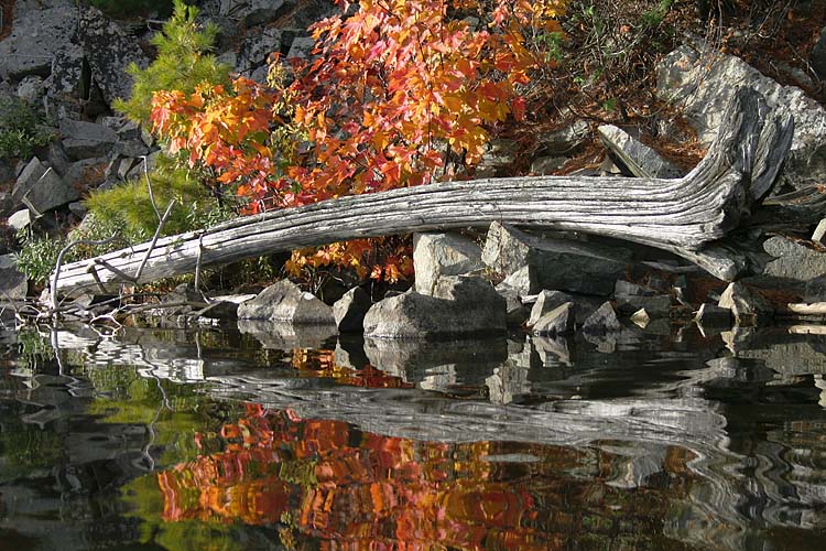 Driftwood Reflection