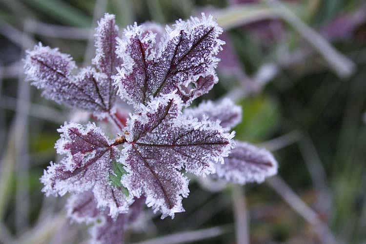 Morning Frost