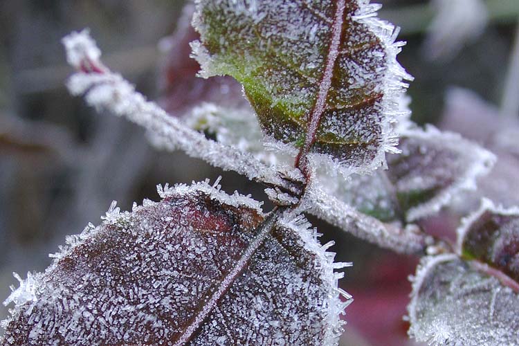 Ice Crystals